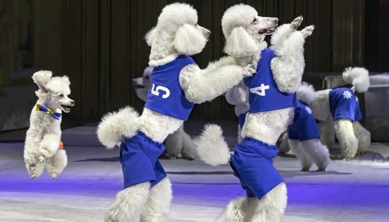 Цирк «Новогодняя история: Клоун, ёлка, чудеса!»