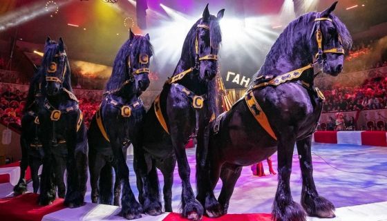 Цирк Влада Гончарова. Шоу «Балаган»